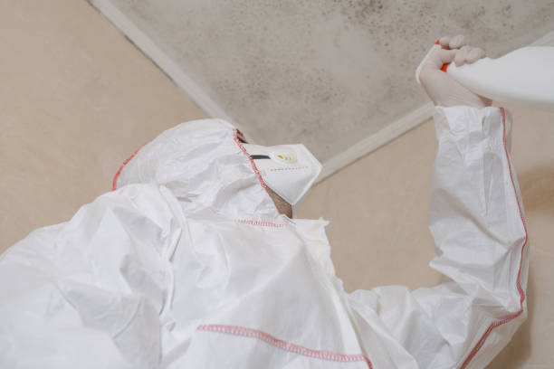 Mold Odor Removal Services